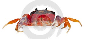 Red land crab, Gecarcinus quadratus photo