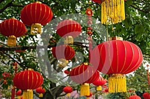 Red lanterns decorated on tree branches to celebrate Chinese New Year