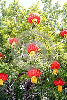 The red lanterns hanging in a tree