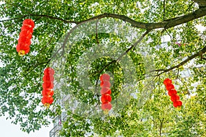 Red Lanterns hanging on trees for Chinese Lunar New Year