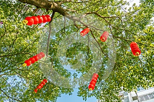 Red Lanterns hanging on trees for Chinese Lunar New Year