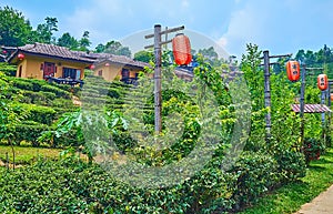 Red lanterns at the tea shrubs, Ban Rak Thai Yunnan tea village, Thailand