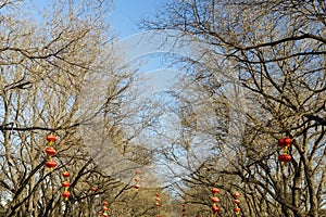 Red lanterns on trees