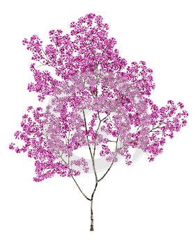 Red lapacho tree isolated on white