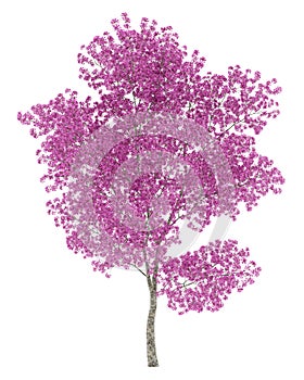 Red lapacho tree isolated on white