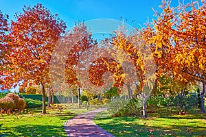 Red larches and oaks in autumn park