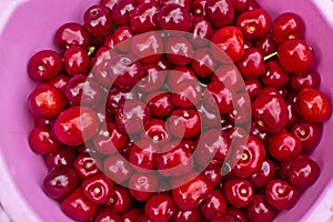 Red large cherries in a pink bowl.