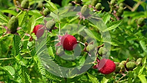 Red large ripened blackberry (Rubus illecebrosus) sways in a light breeze on green bushes.