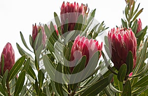 Red large tropical Protea sugarbush flower blossoms against green leaves photo