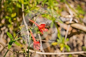 Red Larkspur Delphinium nudicaule wildflower, California