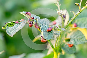 Red larvae of Colorado potato beetle on potato bushes. Beetles eat potato leaves_