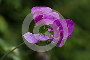 Red Lathyrus is a species of wild pea known by the common name marsh pea