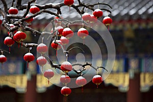 Red latterns on branches, Chinese new year, lattern festival