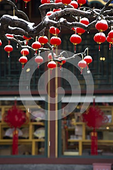 Red latterns on branches, Chinese new year, lattern festival