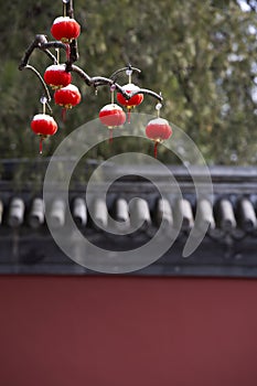 Red latterns on branches, Chinese new year, lattern festival