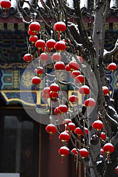 Red latterns on branches, Chinese new year, lattern festival photo