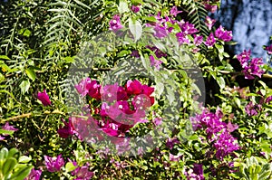 Red and Lavender Bougainvillea