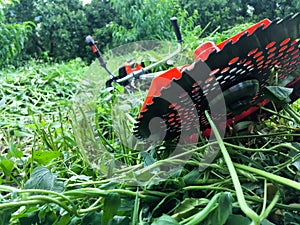 Red lawn mower cutting grass. Lawn mower cutting green grass in the backyard. Gardening background