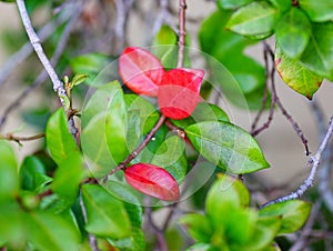 Red leaf