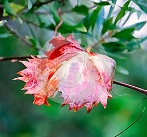 Red leaf