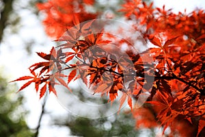 Red leaf