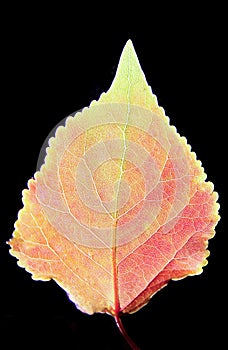 Red leaf