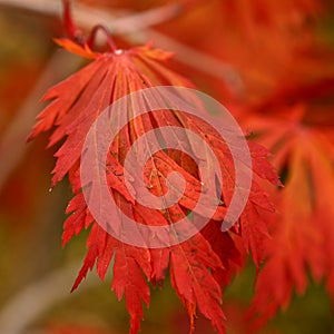 Red leaf