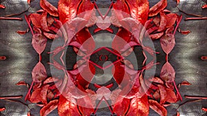 Red Leaf Abstract Blurred Textures Shapes Backgrounds