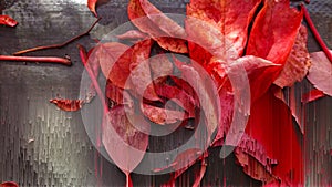 Red Leaf Abstract Blurred Textures Shapes Backgrounds