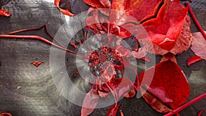 Red Leaf Abstract Blurred Textures Shapes Backgrounds