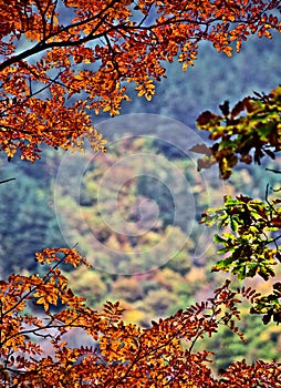 Red leaf in autumn in China