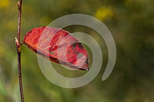 Red leaf background in autumn fall colour