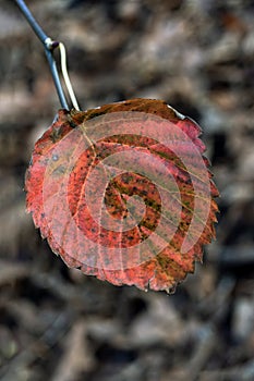 Red leaf background in autumn fall colour