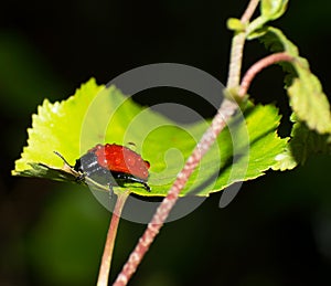 Red leaf beetle