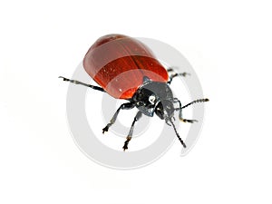 Red leaf beetle