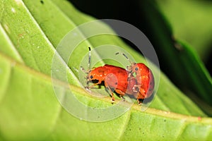 Red leaf beetles Madagascar