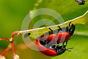 Red leaf beetles reproduction