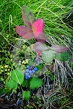Red Leaf Blue Berries Green Grass Harvest Autumn Fall