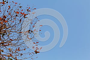 Red leaf on blue sky background