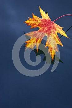 Red leaf in blue water