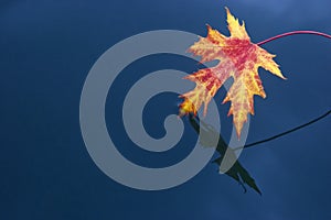 Red leaf on blue water