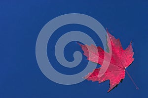 Red leaf on blue water