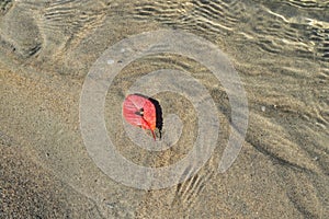 A red leaf with a carved heart floats on the water surface on a bright autumn day. Photo metaphora of falling in love.