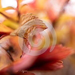 Red leaf close-up