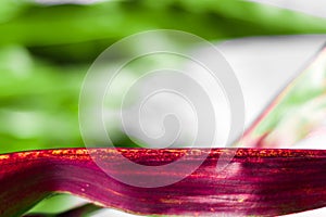 Red leaf of corn close-up