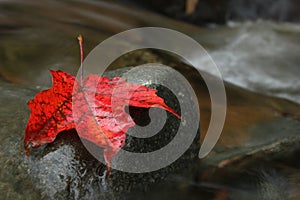 Red Leaf in Creek