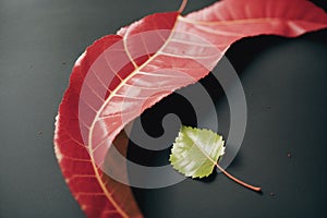 A red leaf curling up at the edges