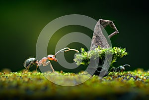 Red leaf cutter ant is carrying piece of moss to small house.