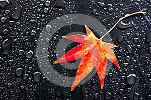 Red Leaf and Drops