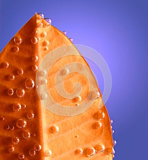 Red leaf with drops in blue water